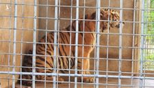 20 ngày tốn 400 triệu chăm 9 con hổ sau giải cứu ở Nghệ An, chưa đâu nhận nuôi