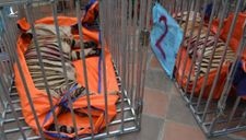 Vụ "giải cứu" 17 con hổ: Vì sao 8 con chết bất thường?