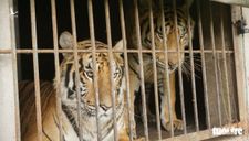 Nghệ An ‘nóng ruột’ hướng xử lý 9 con hổ thu từ nhà dân, nuôi tốn 20 triệu đồng/ngày