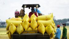 ‘Liên kết sẽ giúp nông dân giảm thiệt hại trong hoàn cảnh bất thường’