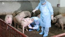 Việt Nam sắp có Vaccine dịch tả lợn châu Phi