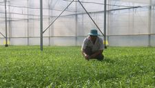 Nhiều nhà nông thành “đại gia” nhờ nghĩ đến sức khỏe người dùng