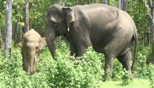 Đắk Lắk: Voi đẻ con, chủ con voi sẽ nhận được trên 400 triệu đồng hỗ trợ