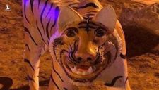 Vụ 5 tượng hổ “dị dạng”: UBND thi xã Phú Thọ lên tiếng