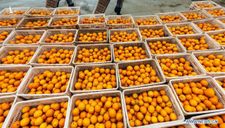 Trung Quốc cấm vận nông sản Đài Loan, cơ hội nào cho Việt Nam?