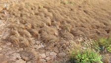 Mối đe dọa “kinh hoàng” từ những cánh đồng lúa khô Nhật Bản