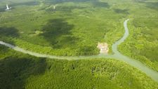 ‘Siêu’ cảng Cần Giờ cần chuyển 93 ha đất rừng phòng hộ