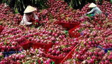 5 loại nông sản Việt được thị trường Trung Quốc ưa chuộng nhất