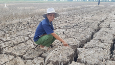 Nhu cầu nước ngọt cho Đồng bằng Sông Cửu Long