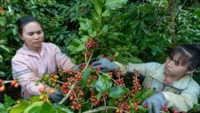 Giá cà phê robusta và cả arabica bất ngờ tăng vọt hơn 300 USD/tấn