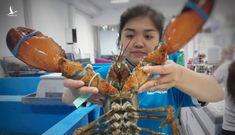 Hải sản ngoại độc, lạ, ‘đi máy bay’ hội tụ về Việt Nam