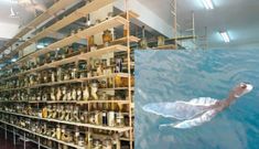 Viện Hải dương học lớn nhất VN chưa từng ghi nhận “sinh vật lạ” như tà áo dài