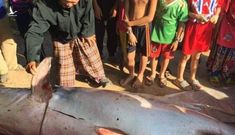 Ngư dân An Giang bắt được cá tra dầu nặng 230kg, bán 200.000 đồng/kg