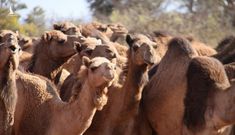 Australia điều trực thăng tiêu diệt 10.000 con lạc đà vì uống nước quá nhiều