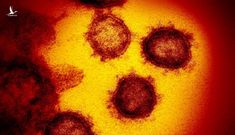 Virus COVID-19 có xu hướng bám vào tế bào người nhiều hơn virus SARS từ 10 tới 20 lần