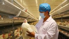 Trung Quốc phát hiện ổ dịch cúm gia cầm H5N6
