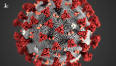 SARS-CoV-2 tạo thành từ sự tái tổ hợp giữa virus trên dơi và tê tê?
