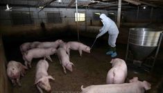 Hỗ trợ hơn 270 tỷ đồng cho hộ chăn nuôi tại Hưng Yên bị thiệt hại do dịch tả lợn châu Phi