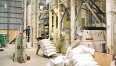 Doanh nghiệp xù hợp đồng gạo dự trữ quốc gia tiếp tục đi đấu thầu