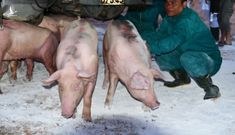 Giá lợn hơi tại Thái Lan tăng mạnh sau thông tin Việt Nam nhập khẩu