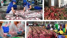 Nông sản Việt phải vượt nhiều rào cản để “thông hành” vào thị trường EU