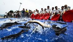 Vì sao Trung Quốc phải thả 10.000 con cá sau khi xây xong đập Tam Hiệp