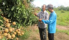 Hiệu quả từ mô hình trồng nhãn Ido trên đất Phong Hòa