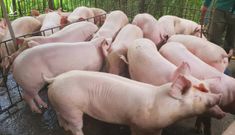 Giá lợn tăng liên tục, doanh nghiệp chăn nuôi báo lãi lớn