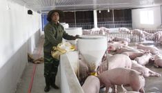 Một tỷ phú nông dân “liều” bỏ ra 17 tỷ nuôi lợn công nghệ cao, gặp thời lại lời thêm tiền tỷ