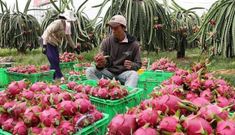 Chuyện hiếm, trái cây Việt ngược dòng xuất mạnh sang Thái Lan