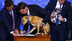 Chú chó “quyền lực” nhất Brazil: kí bộ luật tầm cỡ quốc gia với Tổng thống