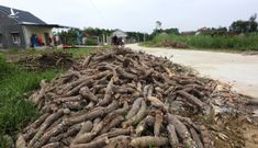 Người dân Quảng Nam đổ hàng trăm tấn sắn ra ruộng