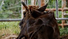 Vụ bò tót gầy trơ xương: Chuyển cho Vườn quốc gia Phước Bình nuôi dưỡng