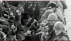 Bí ẩn không lời giải: Gần 5.000 chó nghiệp vụ Mỹ bốc hơi trong chiến tranh ở Việt Nam
