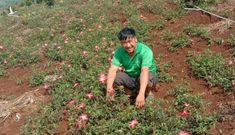 Từ phận làm thuê đến người trồng khoai lang nhiều nhất ở Đắk Nông
