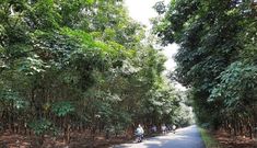 ĐBQH tỉnh Gia Lai nói cây cao su thải khí CO2, chuyên gia lên tiếng