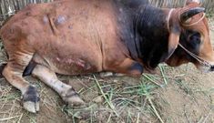 Lạng Sơn: Bệnh lạ hàng loạt ở trâu bò khiến da nổi cục như bị ung thư