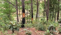 Chấm dứt hoạt động dự án sân golf và khu nghỉ dưỡng Đà Lạt