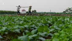 Người Hà Nội vứt bỏ hàng chục tấn rau củ vì không có khách mua