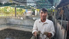 Trang trại nuôi toàn đặc sản, lão nông Nam Định bỏ túi 400 triệu đồng/năm