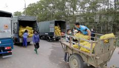 Quảng Ninh tìm cách ‘giải cứu’ nông sản ế ẩm vì dịch Covid-19