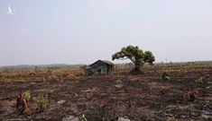 Hơn 22 nghìn ha rừng ở Đắk Lắk bị xóa sổ ra sao?