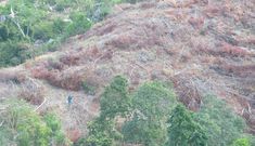 Nghịch lý quản lý đất rừng ở Khánh Hòa