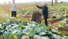Bao giờ nông sản Việt Nam không còn phải “giải cứu” ?