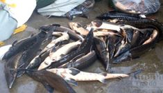 Doanh nghiệp Việt tiếp tay tẩu tán hàng chục tấn cá tầm Trung Quốc độc hại