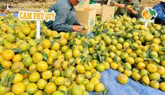 Giải cứu 72 tấn cam sau một buổi livestream