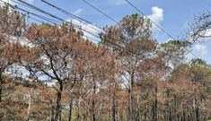 Video: Rừng thông đẹp nhất Đắk Nông “chết đứng” vì bị “đầu độc”
