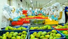 Nông sản Việt Nam rộng cửa sang Australia