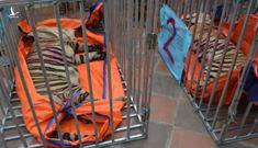 Vụ "giải cứu" 17 con hổ: Vì sao 8 con chết bất thường?