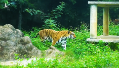 Chuyên gia nêu 4 nguyên nhân khiến 8/17 con hổ nuôi nhốt được ‘giải cứu’ bị chết